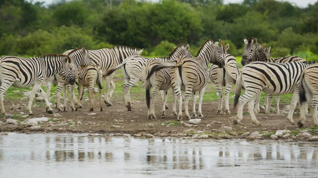 Burchell's zebra herd gathering at waterhole in Etosha National Park, famous nature reserve in Namibia, with a dense green african savanna in background