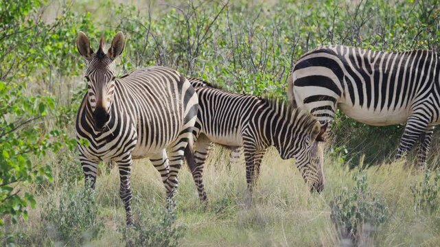 Grevy's zebras grazing in the african wilderness, a mare with her foal peacefully eating grass in lush national park, showcasing natural habitat of wild animals