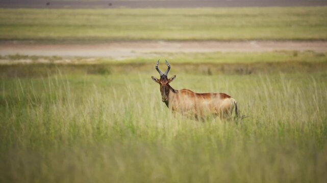 Cautious red hartebeest standing alert in tall green grass of a savanna, looking at camera in natural african wildlife habitat during safari expedition