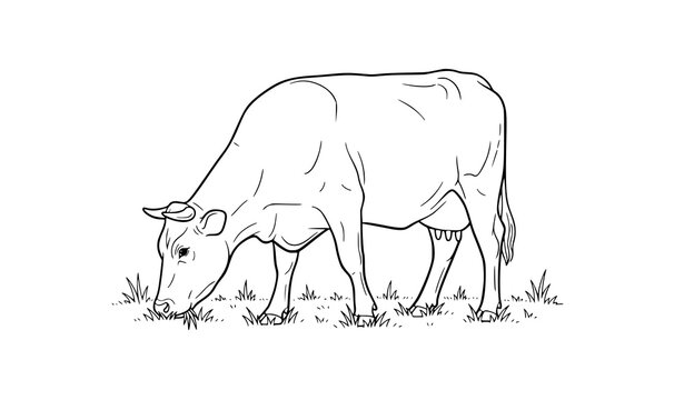 Cow grazing line drawing simple farm animal vector illustration