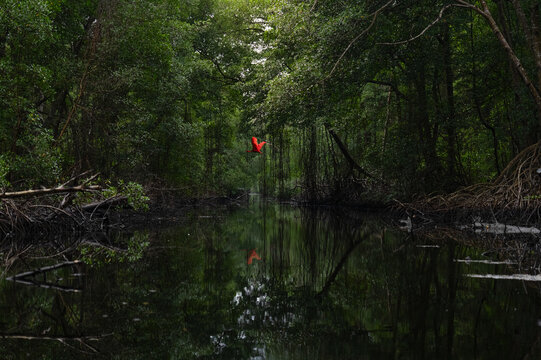 View of a scarlet ibis flying over a calm river in the Caroni Reserve surrounded by dense mangrove forest and tangled roots in Trinidad.