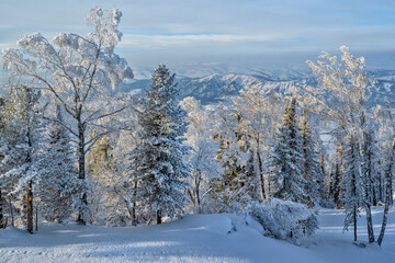 Obraz premium Snowy Forests and Mountain Peaks. Altai Mountains. Travel and Active Tourism. Natural Beauty of Siberia, Russia