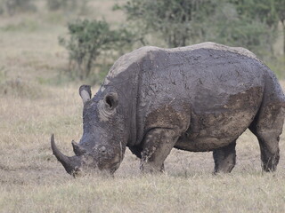 Obraz premium A white rhinoceros walks across dry ground in its natural African habitat. The image highlights the animal’s massive body, thick skin, and iconic horn, symbolizing strength, survival, and wildlife con