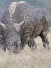 Fototapeta premium A white rhinoceros walks across dry ground in its natural African habitat. The image highlights the animal’s massive body, thick skin, and iconic horn, symbolizing strength, survival, and wildlife con