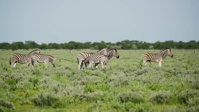 Burchell's zebra herd grazing peacefully in lush green savanna of Etosha National Park, with small foal staying close to its mother in Namibian wilderness