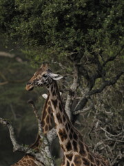 Obraz premium A giraffe feeding on tree leaves, captured in a close-up side profile. 