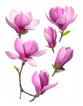 magnolia flowers isolated on white, set 