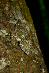 Fototapeta premium Norther Leaf-tailed Gecko - Saltuarius cornutus, large unique gecko native to the tropical forests of northeast Australia, Queensland.