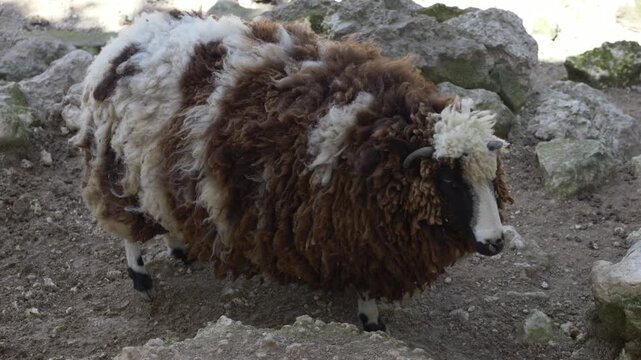 Ovis aries icelandic sheep standing on farm ground with thick wool coat. Icelandic sheep valued for natural wool and livestock farming production. Jacob sheep. Sustainable wool resources
