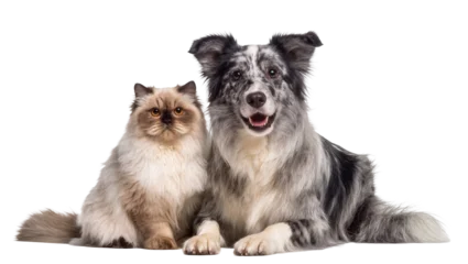 Fotobehang Kat Fluffy Ragdoll cat and a happy Border Collie dog sitting together, isolated on transparent background  © PROSTOCK