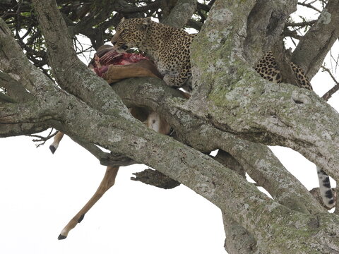 A leopard feeding on its prey while resting on a tree branch, showcasing typical predator behavior in the African wilderness. The image captures strength, stealth, and survival instincts of a big cat 