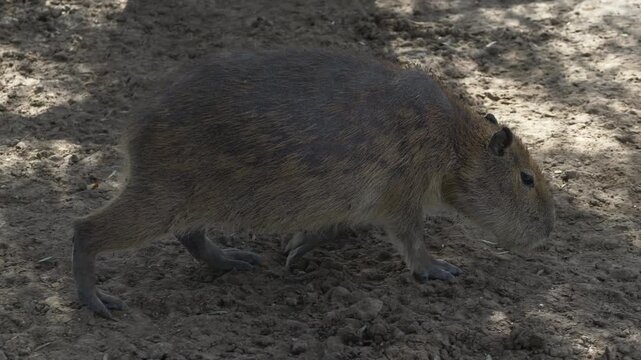 Hydrochoerus hydrochaeris capybara walking on ground in natural habitat. Capybara with brown fur texture known as largest rodent shows calm behavior and wildlife ecology. 