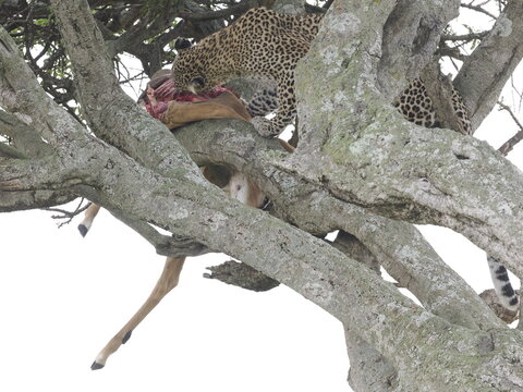 A leopard feeding on its prey while resting on a tree branch in the African savanna. This natural wildlife scene illustrates predator behavior, survival strategies, and the adaptive habits of leopards