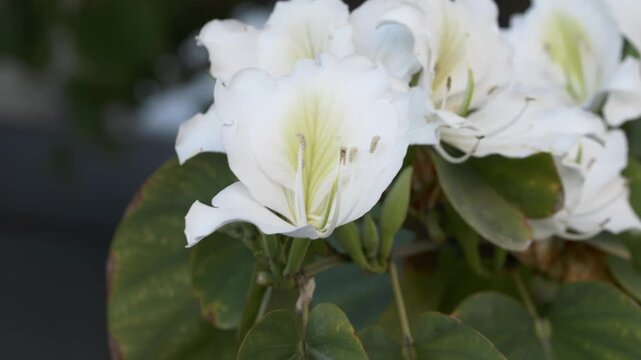 Closeup of Bauhinia variegata white blossoms with delicate petals. Orchid tree flowers highlight botanical diversity and decorative landscaping use