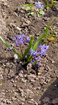 Honey bee pollinating blue squill flowers in garden soil during spring season