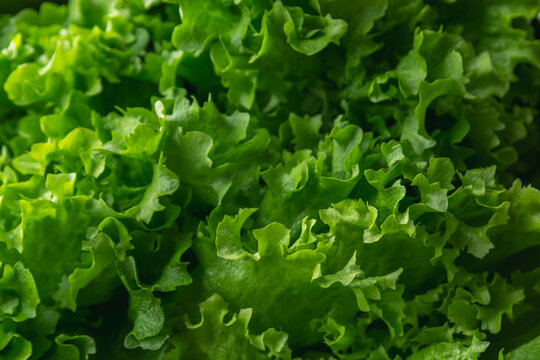 Close up of fresh green lettuce leaves texture, healthy organic salad background for nutrition and vegan concepts. 