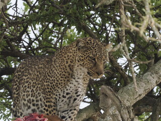 Fototapeta premium A leopard rests on a tree branch, displaying its distinctive spotted coat and powerful build. The elevated position highlights typical feline behavior in the African wilderness, combining camouflage, 