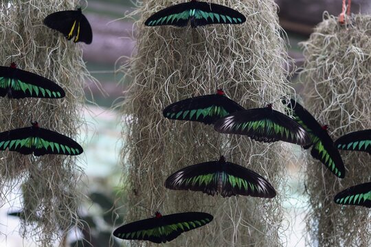 Stunning Rajah Brooke's birdwing butterflies with distinctive black and green wings resting delicately on hanging Spanish moss in a tropical garden enclosure.