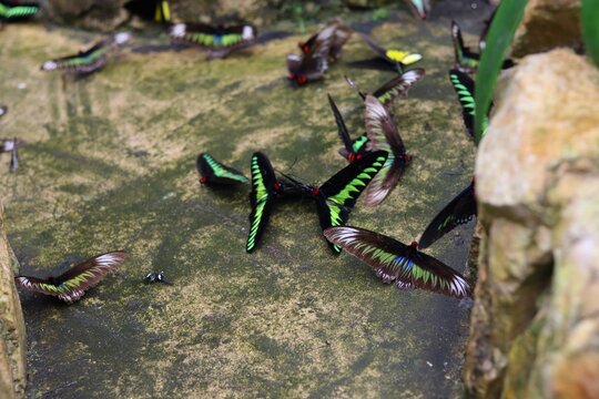 A cluster of colorful black and green birdwing butterflies gathered to feed on a wet, moss-covered stone surface inside a Malaysian butterfly park.