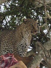 Obraz premium A leopard rests on a tree branch, displaying its distinctive spotted coat and powerful build. The elevated position highlights typical feline behavior in the African wilderness, combining camouflage, 