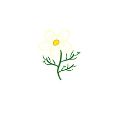 Fototapeta premium white cosmos of autumn