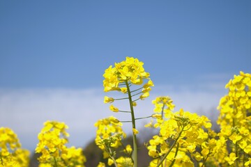 Obraz premium 春のイメージ写真 「菜の花」