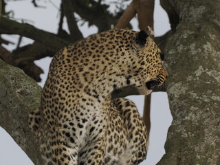 Fototapeta premium A leopard rests on a tree branch, displaying its distinctive spotted coat and powerful build. The elevated position highlights typical feline behavior in the African wilderness, combining camouflage, 