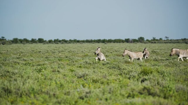 Burchell's zebra herd galloping and escaping across vast green plains of Etosha National Park, thrilling wildlife safari adventure in african wilderness
