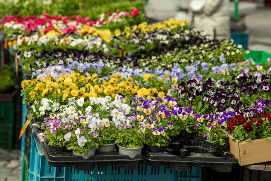 Colorful potted pansies and flowers at city market in Brno