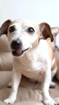 Dog Jack Russell terrier sitting on bed sofa eating chewing a piece of apple. Vertical video footage. Adorable pet snacking chews with pleasure appetite. chewing piece of apple as a treat.