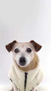 Dog in warm beige clothes looking at camera. sitting on white background studio vertical video footage 9:16. cute pet wearing fleece jacket. pet winter fashion.  empty copy space on top
