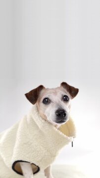 Dog in warm beige clothes looking at camera. sitting on white background studio vertical video footage 9:16. cute pet wearing fleece jacket. Older grey haired Jack Russell terrier. empty copy space 