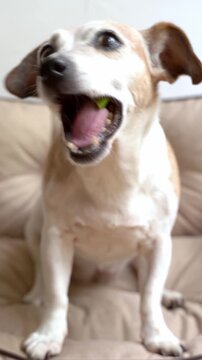 Dog Jack Russell terrier sitting on bed sofa eating chewing a piece of apple. Vertical video footage. Adorable pet snacking