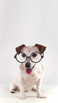 Smiling Dog in round glasses looking at camera. sitting on white background studio vertical video footage 9:16. happy pet wearing glasses curious eyes. Older grey haired Jack Russell terrier. empty co