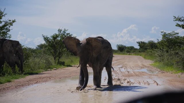Playful baby african elephant splashing in mud puddle on dirt safari road, other elephants in background in Etosha National Park, Namibia, wild majestic animal