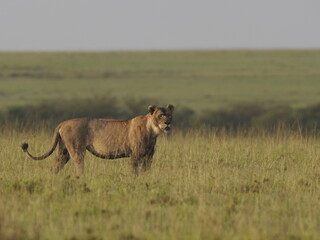 Fototapeta premium A lioness standing alert and facing a warthog in tall savannah grass. The image captures a tense wildlife moment in the African plains, suggesting predator-prey interaction within a natural ecosystem 