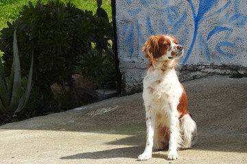 Spaniel breton, Brittany spaniel © Steve Fossiant