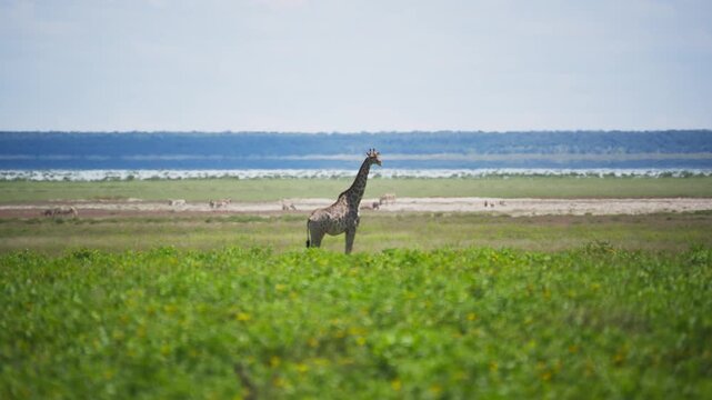 Single giraffe standing tall in lush green savanna of Etosha National Park, with group of zebra grazing near waterhole and blue sky above vast wilderness