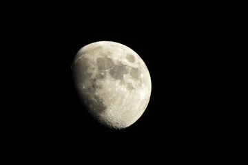Luna © Steve Fossiant