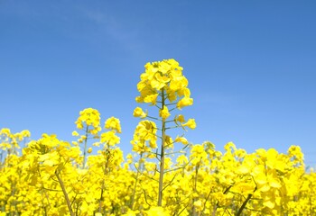 Obraz premium 春のイメージ写真 「菜の花」
