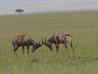 Fototapeta premium Two wildebeest confronting each other in a display of strength in the African savanna. This wildlife scene captures competition, dominance, and natural behavior in a grassland ecosystem, illustrating 