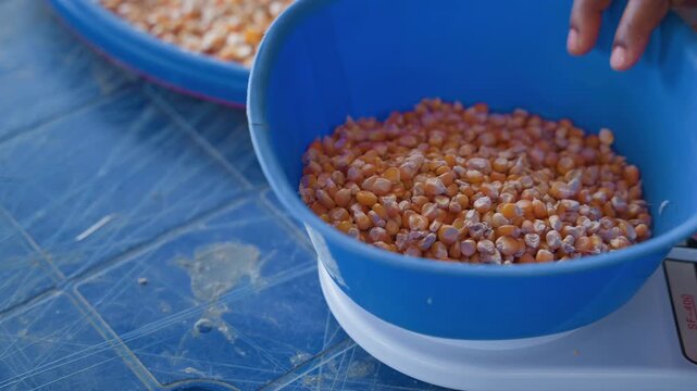 Black hand weighing corn on digital scale in blue bowl, vendor preparing portions for market sale, closeup of display and grains, household kitchen setting with careful measurement for retail