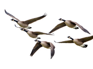 Multiple Canada geese in graceful flight, wings spread wide, captured mid-air, isolated on transparent background, majestic wild birds PNG © Francisco