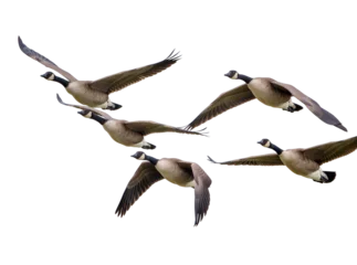 Fotobehang Vogels Multiple Canada geese in graceful flight, wings spread wide, captured mid-air, isolated on transparent background, majestic wild birds PNG  © Francisco