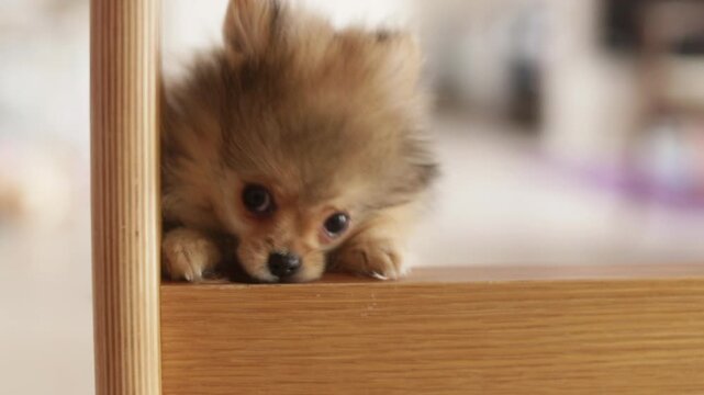 家のリビングで楽しく遊んでいる可愛いポメラニアンの子犬の様子