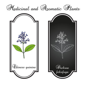 Chinese quinine (Dichroa febrifuga), medicinal plant. Hand drawn botanical vector illustration