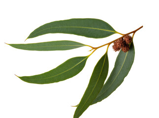 Fresh eucalyptus branch with vibrant green leaves and textured brown seed pods, isolated on transparent background, a natural botanical element PNG © Francisco