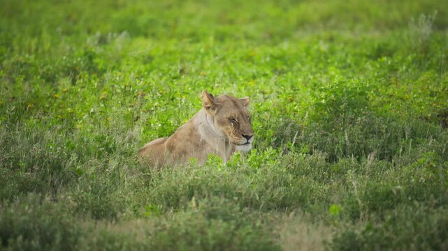 Lioness lying down and resting in green grass of African savannah, surrounded by flies in national park during a safari in Namibia looking for predators