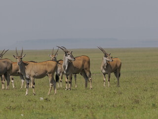 Fototapeta premium A herd of antelopes standing alert in open savanna grassland in Africa. The group behavior reflects vigilance, cooperation, and survival strategies in the wild, highlighting the dynamics of herd anima