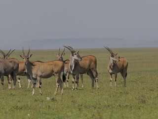 Fototapeta premium A herd of antelopes standing alert in open savanna grassland in Africa. The group behavior reflects vigilance, cooperation, and survival strategies in the wild, highlighting the dynamics of herd anima